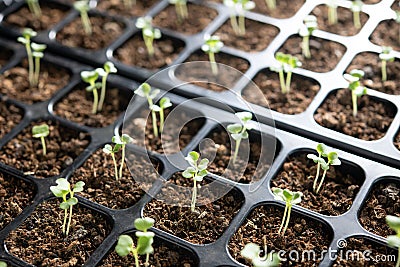 Young plants growing in nursery tray in the garden Stock Photo