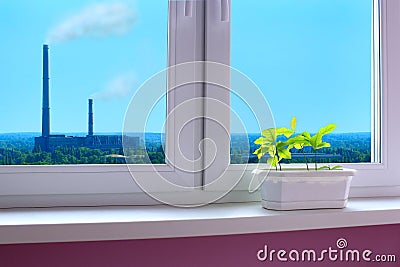 Young plants of oaks on the window-sill and view to the pollution of environment by industry Stock Photo