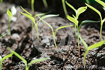 Young plants peppers in hotbed close up Stock Photo