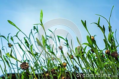 Young plants seed roots growing in the ground Stock Photo