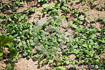 Young plants, seedlings, sprouts, shoots and cotyledons of Trifolium incarnatum, also called Italian clover. Young clover leaves Stock Photo