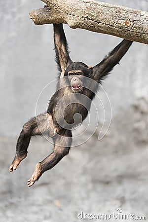 Young playful Chimpanzee hanging off a tree branch with two hands Stock Photo