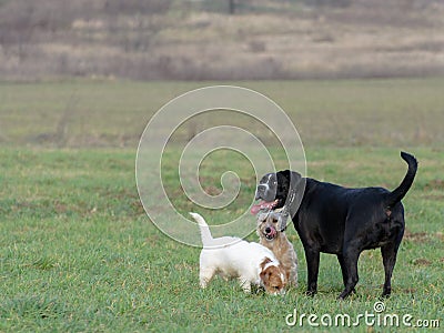 A young, playful dog Jack Russell terrier runs meadow in autumn with another big dog. Stock Photo