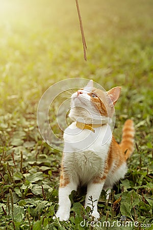 Young playful ginger cat is playing with stick Stock Photo