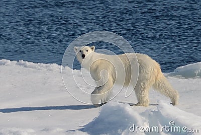 Polar bear on the edge of a climate emergency Stock Photo