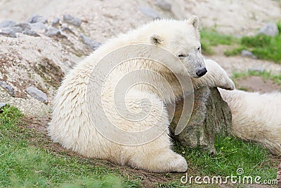 Young polarbear resting Stock Photo