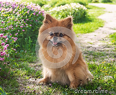 young pomeranian in nature Stock Photo