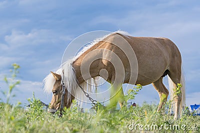 A young pony horse of Cream Locus suit grazes peacefully on a green field against a blue summer sky. Stock Photo