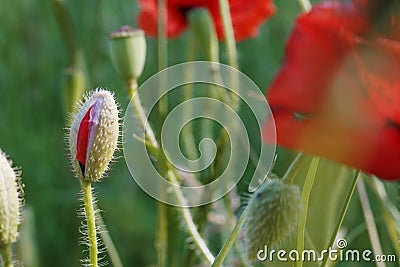 Young Poppy bud on the green grass and red buds background Stock Photo