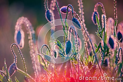 Young poppy heads Stock Photo