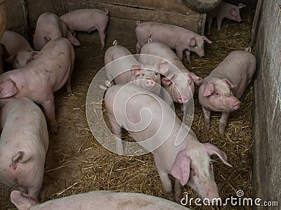 Young porker Stock Photo