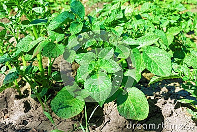 Young potato bush on the ground in a field. Stock Photo