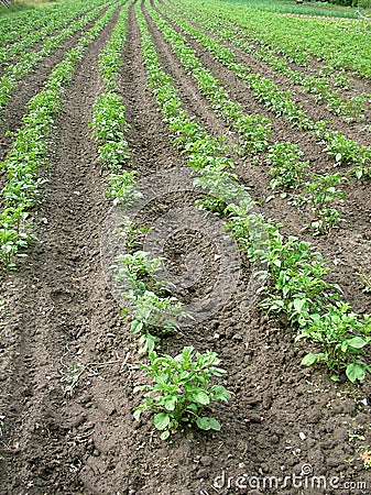 Young potato-plant Stock Photo