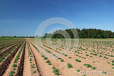 Young potato plants Stock Photo