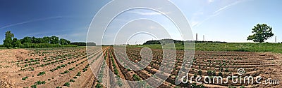 Young potato plants on field Stock Photo