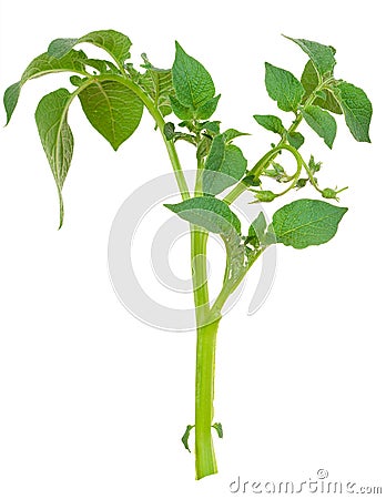 Young potato sprout Stock Photo