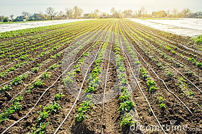 Young potatoes growing in the field are connected to drip irrigation. Agriculture landscape. Rural plantations. Farmland Farming. Stock Photo