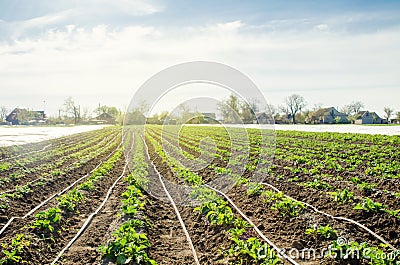 Young potatoes growing in the field are connected to drip irrigation. Agriculture landscape. Rural plantations. Farmland Farming. Stock Photo