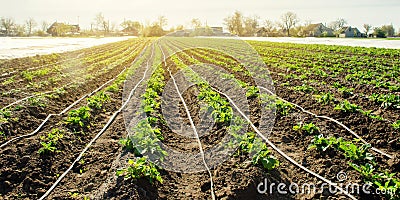 Young potatoes growing in the field are connected to drip irrigation. Agriculture landscape. Rural plantations. Farmland Farming. Stock Photo