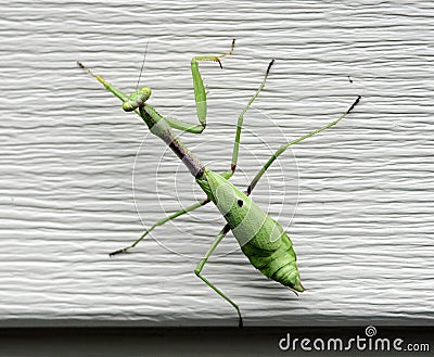 Young Praying Mantis on Aluminum Siding Stock Photo