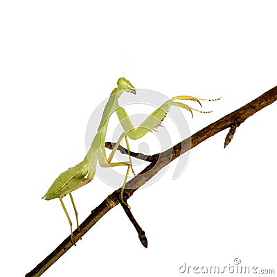 Young praying mantis - Sphodromantis lineola Stock Photo