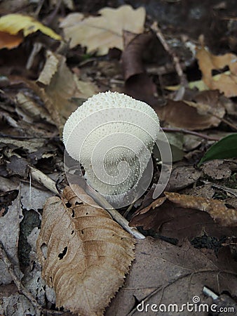 Young puffball mushroom in the forest. Lycoperdon perlatum Stock Photo