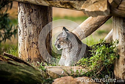 Young Puma resting under tree, Close up Stock Photo