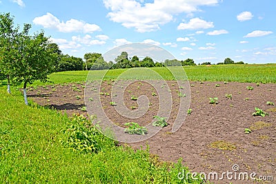 Young pumpkin plants grow on bahce Stock Photo