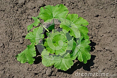 Young pumpkin sprout Stock Photo