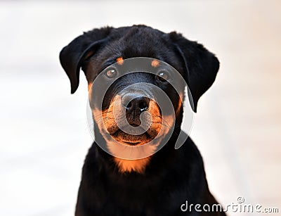 Rottweiler in spain Stock Photo