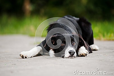 Young puppy border collie Stock Photo