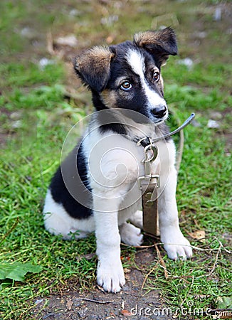 Young puppy dog sitting on grass Stock Photo