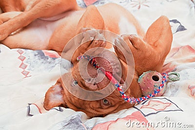 Young Puppy Happily Playing with a Toy Stock Photo