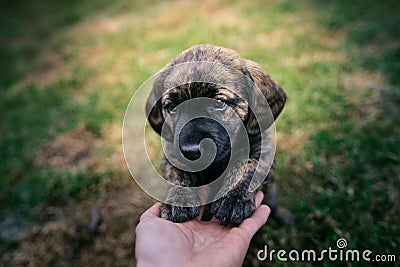 Young puppy playing with person in the garden. Small, cute dog. Stock Photo