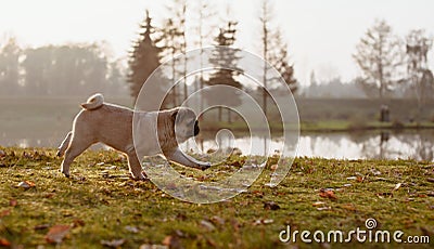 A young puppy pug, dog, animal, pet is running in a park on an autumn, sunny and beautiful day during golden hour Stock Photo