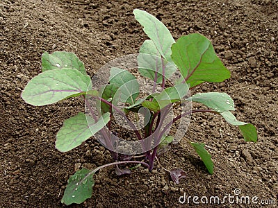 Young purple Brussels sprouts seedlings Stock Photo