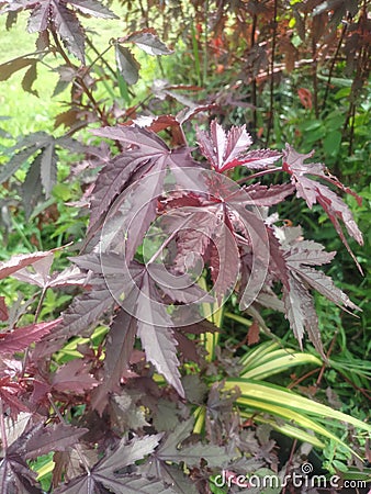 Young purple shoots mesmerize with their color. Stock Photo