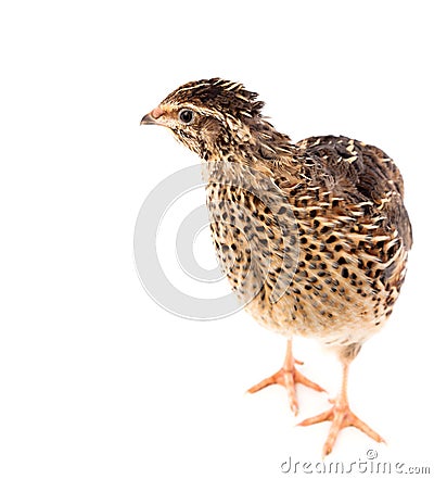 Young quail, Coturnix coturnix, isolated Stock Photo