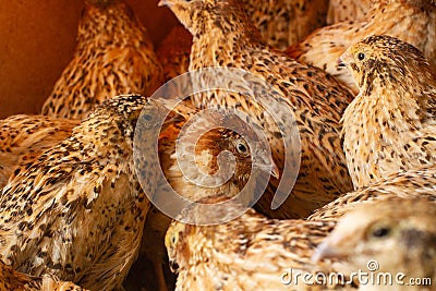 Young quail fattening in cages on a quail farm Stock Photo