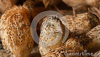Young quail fattening in cages on a quail farm Stock Photo