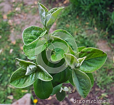 Young quince growing Stock Photo