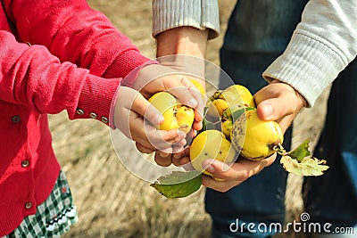 Young quince in a male hand in the forest. Fresh fruits concept. Harvesting from the trees Stock Photo