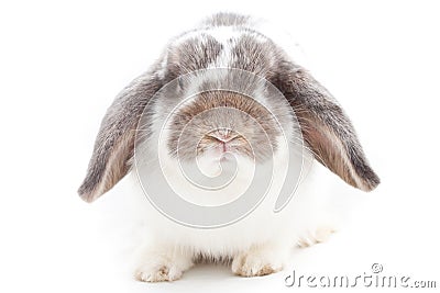 Young Rabbit Stock Photo