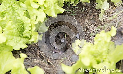 Young rabbit background Stock Photo