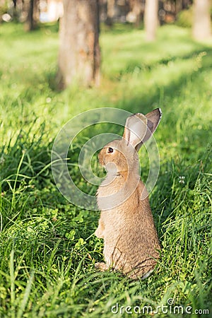 Young rabbit sat up on hind legs in the park at a Summer`s evening. Bunny is very alert. Stock Photo