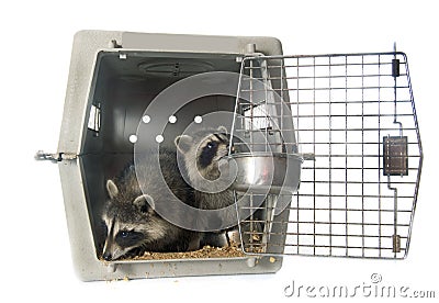 Young raccoon in cage Stock Photo