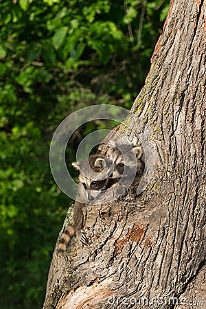 Young Raccoons (Procyon lotor) Poke Heads out of Tree Stock Photo