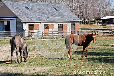 Young Race Horses Stock Photo
