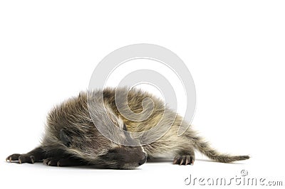 Young Racoon Stock Photo