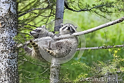 Young racoons hanging from tree branch Stock Photo